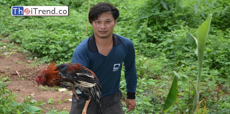 หวั่นไก่พันธ์พื้นเมือง ติดโรคระบาด หลังล้มตายไม่ทราบสาเหตุกว่า 10 ตัว