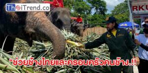 ช่วยช้างไทยและครอบครัวคนช้าง