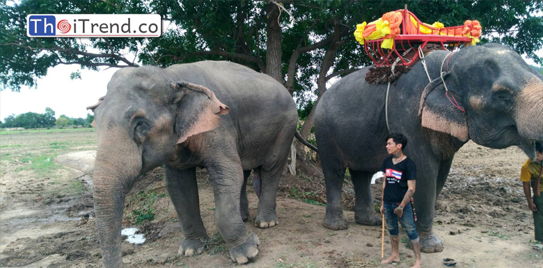 ช้างในยุคโควิด-19 ตกงานเพราะงดงานบวชหรืองานมงคลต้องมาอยู่ในทุ่งเนินแจงสร้างสีสันให้กับเด็กๆและนักท่องเที่ยว