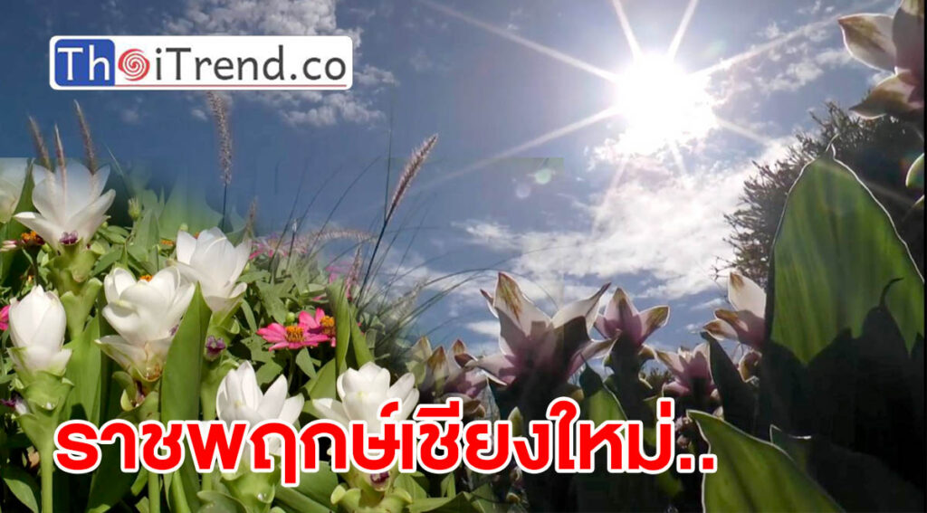 ราชพฤกษ์เชียงใหม่