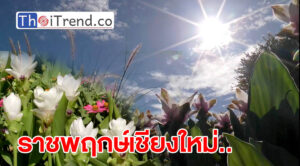 ราชพฤกษ์เชียงใหม่