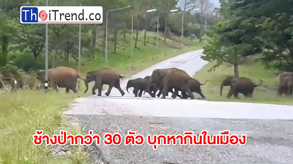 ช้างป่ากว่า 30 ตัว