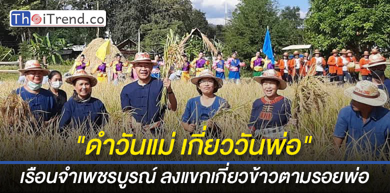 เรือนจำเพชรบูรณ์ ลงแขกเกี่ยวข้าวตามรอยพ่อ "ดำวันแม่ เกี่ยววันพ่อ"