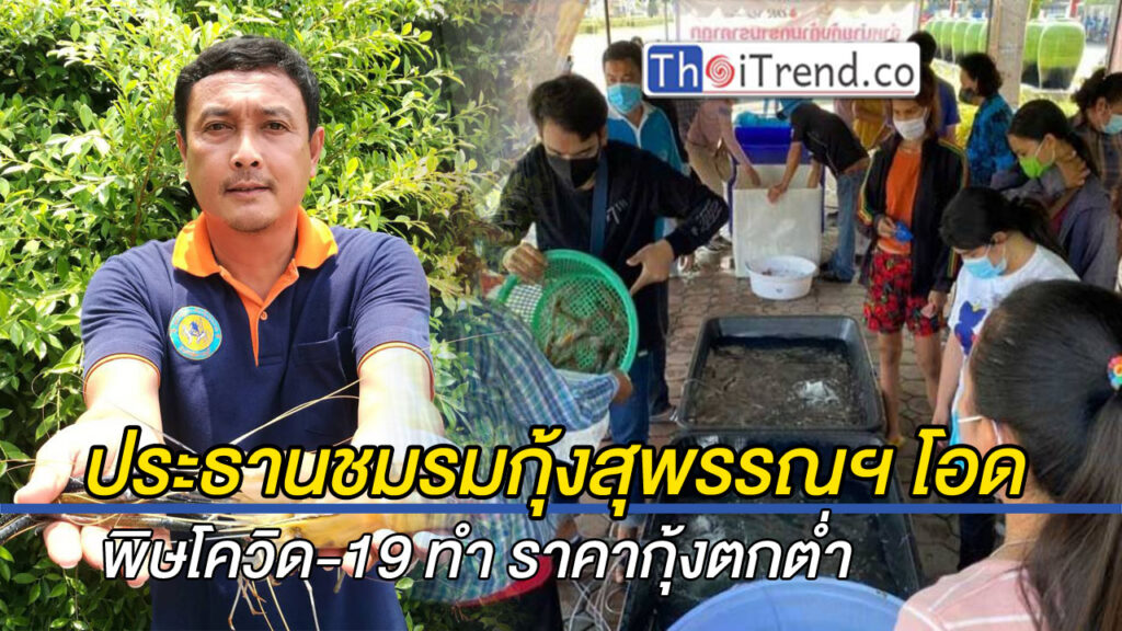 ประธานชมรมกุ้งสุพรรณฯ โอด พิษโควิด-19 ทำราคากุ้งตกต่ำ