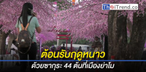 เปิดแล้ว ซากุระเมืองไทย นักท่องเที่ยวแห่เซลฟี่ต้อนรับหน้าหนาวเมืองโคราช