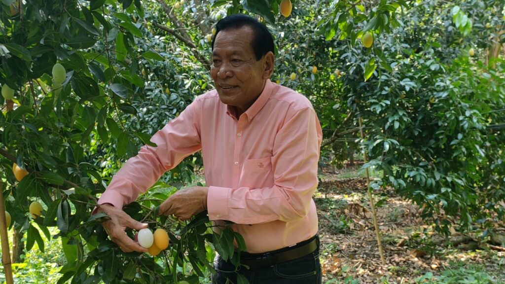 ปราจีนบุรี เตรียมจัดงาน มะยงชิดมะปรางหวาน เพื่อให้ชาวสวน นำสินค้าขาย -  Thaitrend News